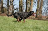 ROTTWEILER 562